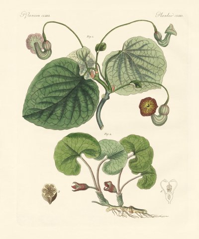 Aristolochia bitkilerinin çeşitleri (renkli gravür) by German School