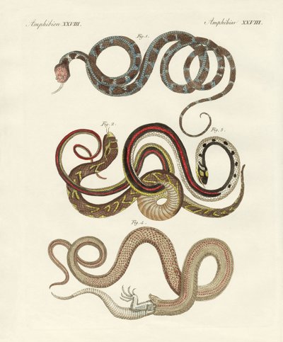 Kolubrid çeşitleri by German School