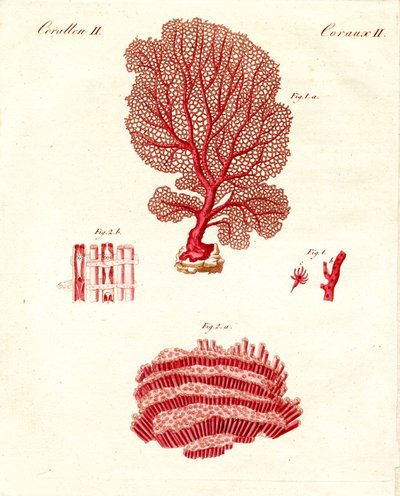 Mercan çeşitleri (renkli gravür) by German School