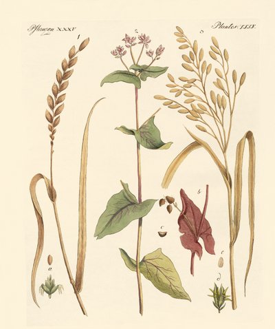 mısır çeşitleri by German School