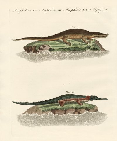 Timsah çeşitleri by German School