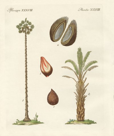 avuç içi çeşitleri by German School