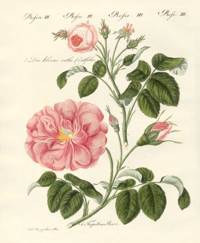 gül çeşitleri by German School