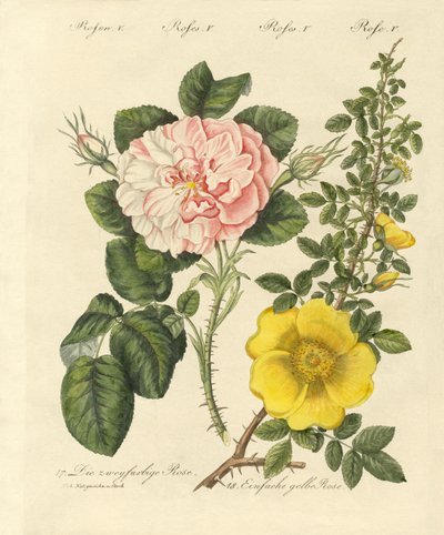 gül çeşitleri by German School