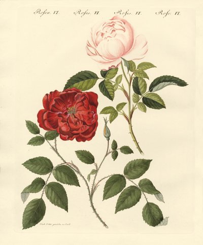 gül çeşitleri by German School
