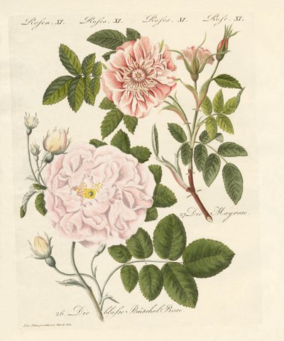 gül çeşitleri by German School