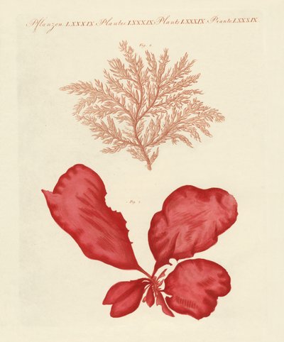 Deniz yosunu çeşitleri (renkli gravür) by German School
