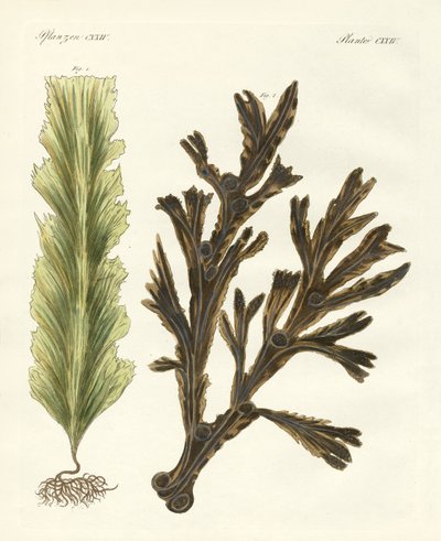Deniz yosunu çeşitleri (renkli gravür) by German School