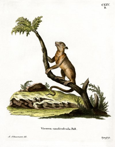Kinkajou (renkli gravür) by German School