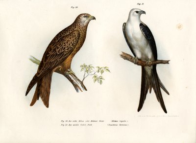 uçurtma, 1864 by German School