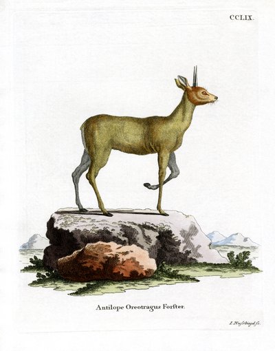 Klipspringer (renkli gravür) by German School