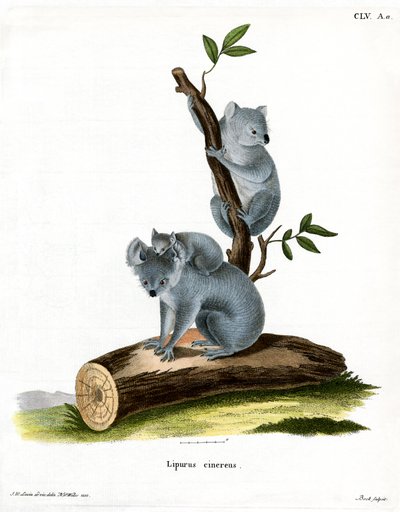 Koala (renkli gravür) by German School