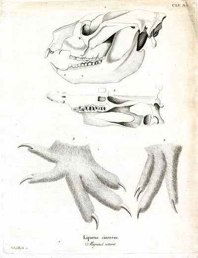 Koala (renkli gravür) by German School