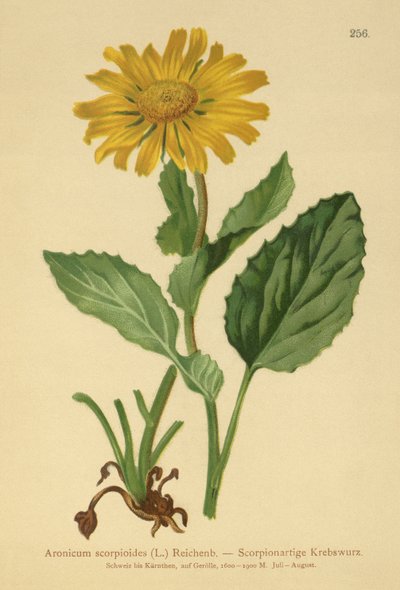 Büyük çiçekli Leopar Bane (Aronicum scorpioides, Doronicum grandiflorum) by German School