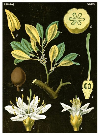 Lateks (Palaquium gutta) c.1890 (kromolitograf) by German School