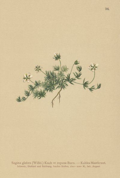 Çim İnci otu (Sagina glabra, Sagina repens) by German School