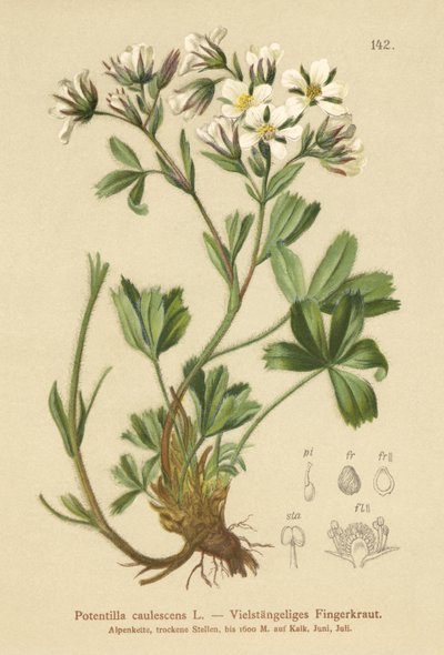 Lax Cinquefoil (Potentilla caulescens) by German School