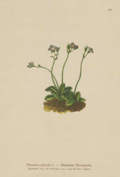 Yapraksız saplı Speedwell (Veronica aphylla) by German School