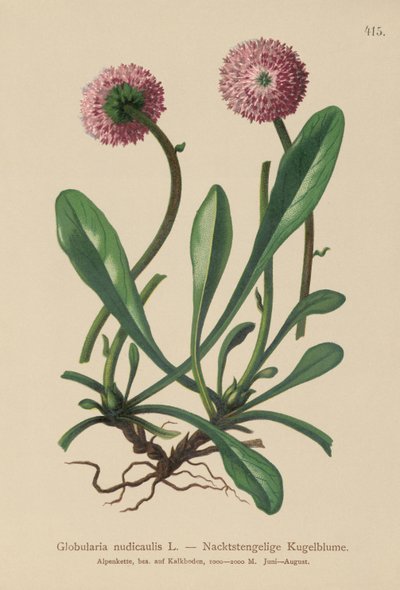 Yapraksız Saplı Globularia (Globularia nudicaulis) by German School