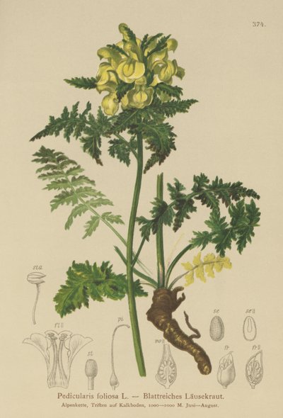 Yapraklı Lousewort (Pedicularis foliosa) by German School