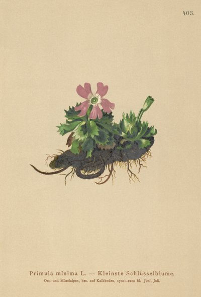 En Az Primrose (Primula minima, Auriculastrum primula, Primula veris) by German School