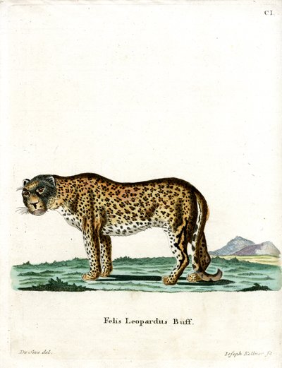 Leopar (renkli gravür) by German School