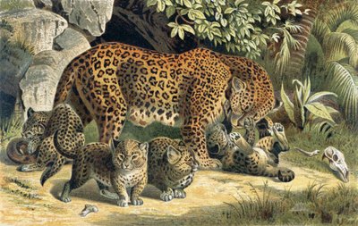 Leopard, Brehms Tierleben