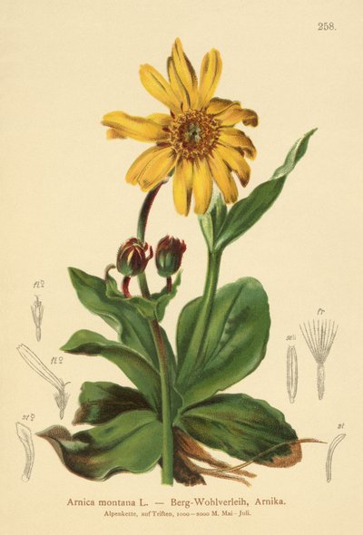 Leoparlar-bane (Arnica montana) by German School