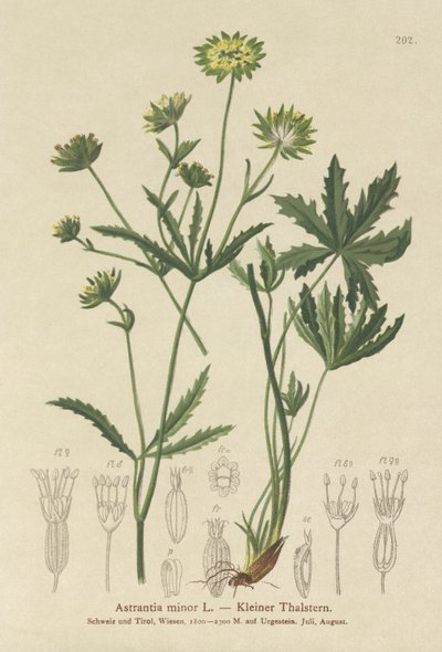 Küçük Masterwort (Astrantia minör) by German School