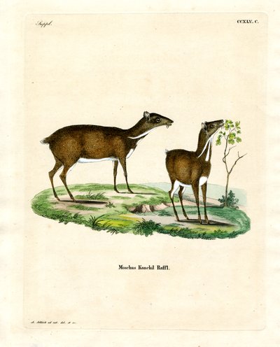 Küçük Fare Geyik (renkli gravür) by German School