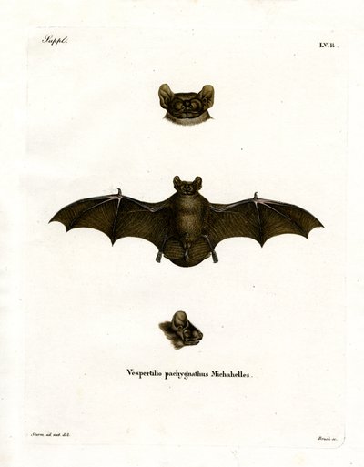 Lesser Noctule Bat (renkli gravür) by German School