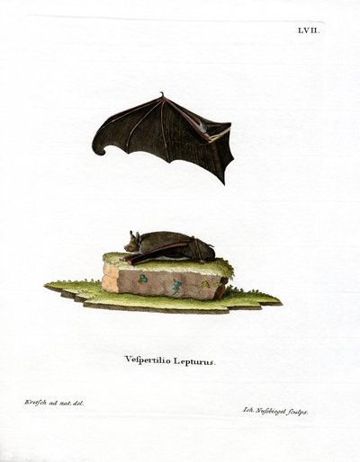 Küçük Kese Kanatlı Yarasa (renkli gravür) by German School