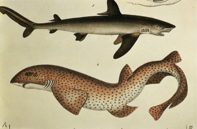 Küçük Benekli Dogfish, Pl. 93, H.R. Schinz, 1836 by German School