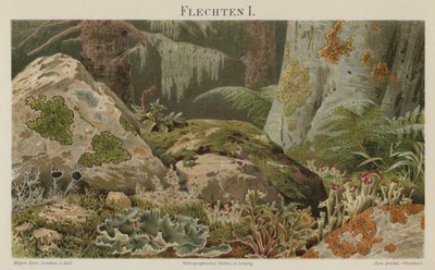 Likenler (renkli lito) by German School