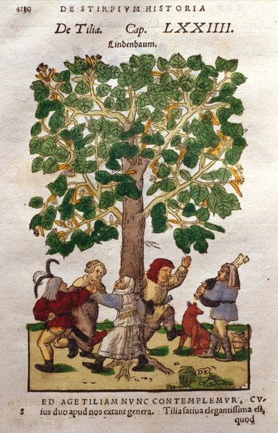 Kireç veya Ihlamur, Ağaç by German School