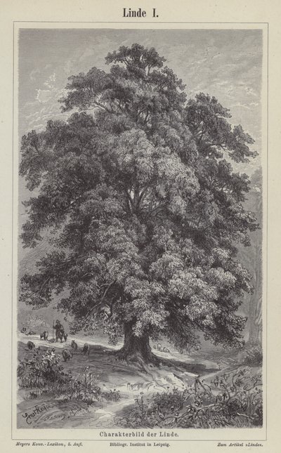 Ihlamur ağacı (gravür) by German School