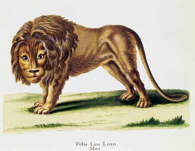 Aslan (Felis leo), Johann Christian Daniel von Schreber (1739-1810) tarafından Nature