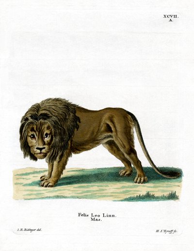 Aslan (renkli gravür) by German School
