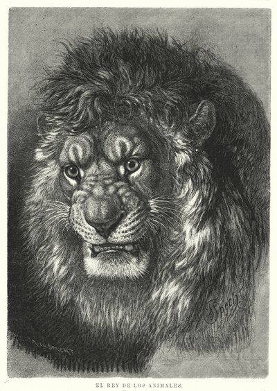 Aslan: hayvanların kralı (lito) by German School