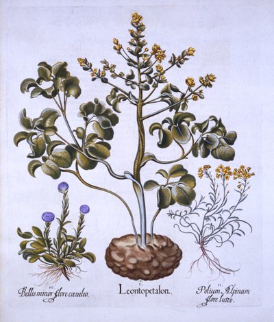Hortus Eystettensis