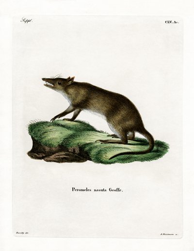 Uzun burunlu Bandicoot (renkli gravür) by German School