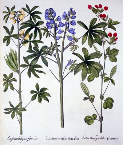 Acı bakla ve Kırmızı Kuşkonmaz Bezelye, Hortus Eystettensis