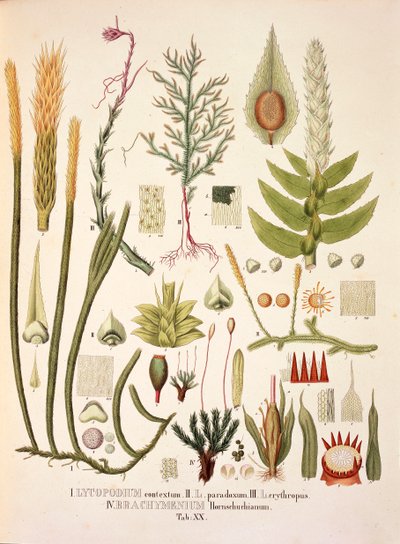 Lycopodium ve Brachymenium, Johann Baptist Von Spix ve Carl Friedrich Von Martius tarafından hazırlanan 