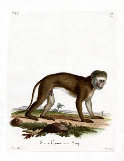 Malbrouck Maymunu (renkli gravür) by German School