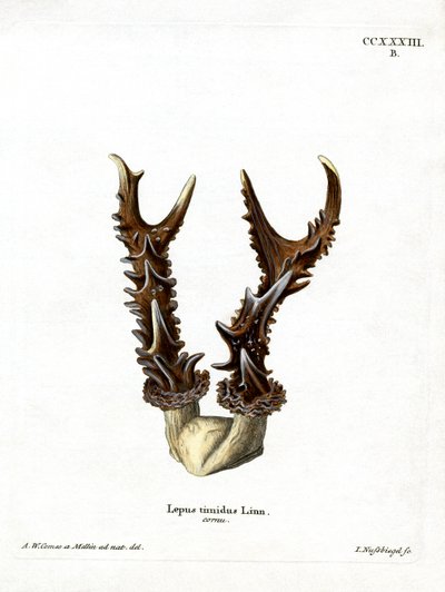 Mountain Grace Adlers (renkli gravür) by German School