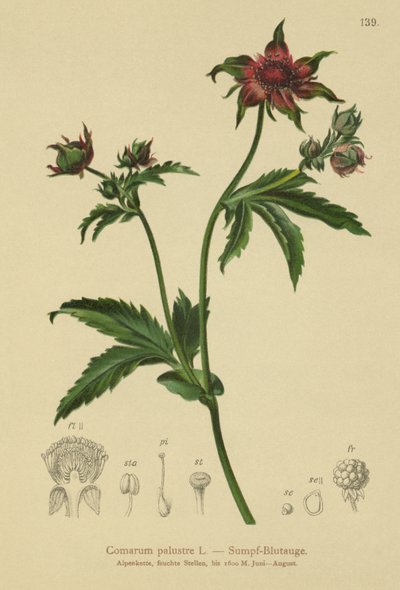 Bataklık Cinquefoil (Comarum palustre, Potentilla palustris) by German School