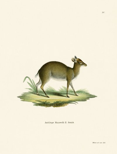 Maxwell's Duiker (renkli gravür) by German School