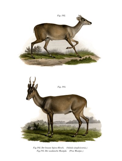 Mazama, 1860 by German School