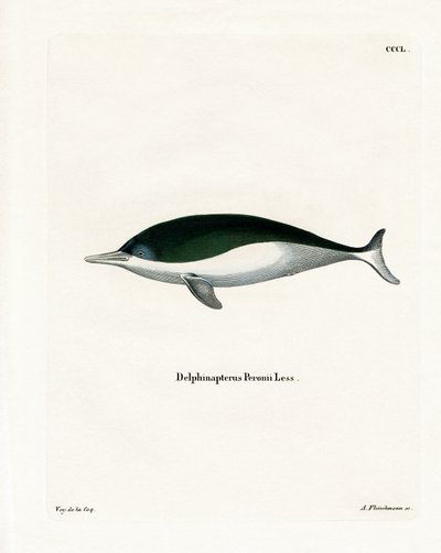 Etli ağızlı Porpoise (renkli gravür) by German School