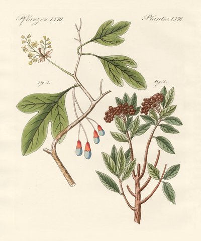 Şifalı Bitkiler by German School